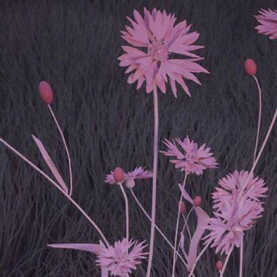 凤凰彩票app手机app下载